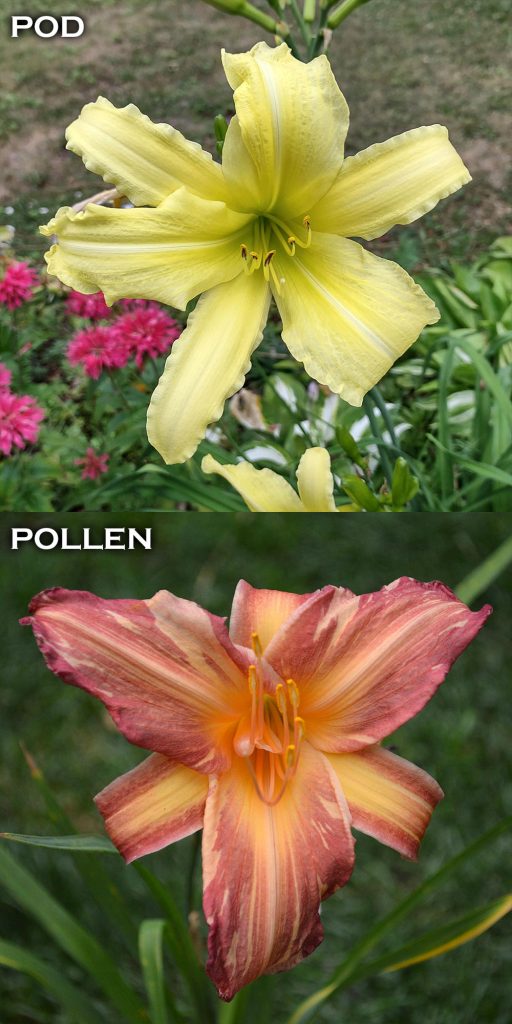 cf. Hyperion X Pink Stripes Duluth Daylily Co. Buy Daylily