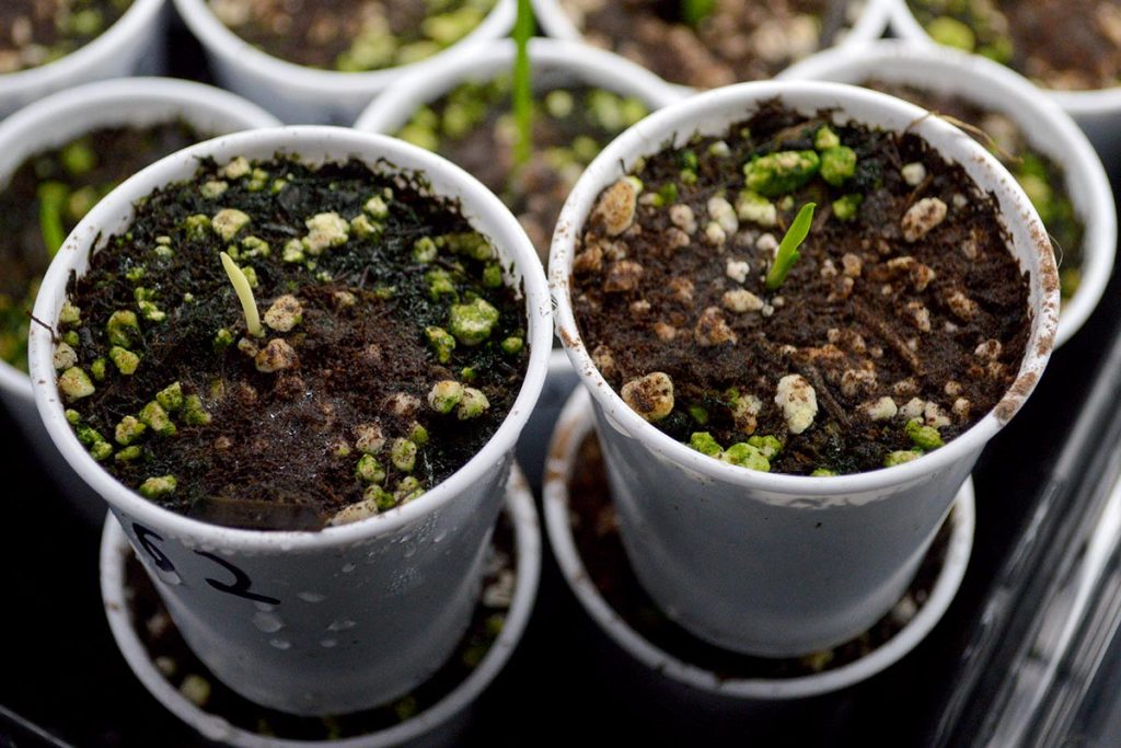 From the moment they sprout up, albino daylily seedlings are instantly recognizable.