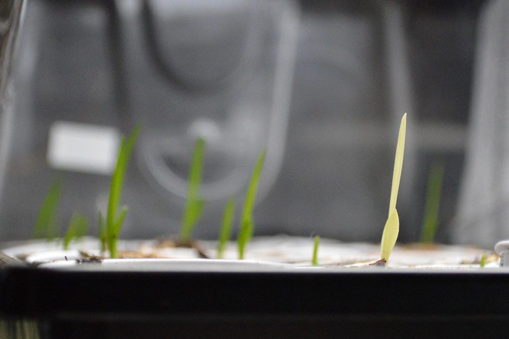 Albino daylily seedlings are quite noticeable, dramatically contrasting their all-green siblings.