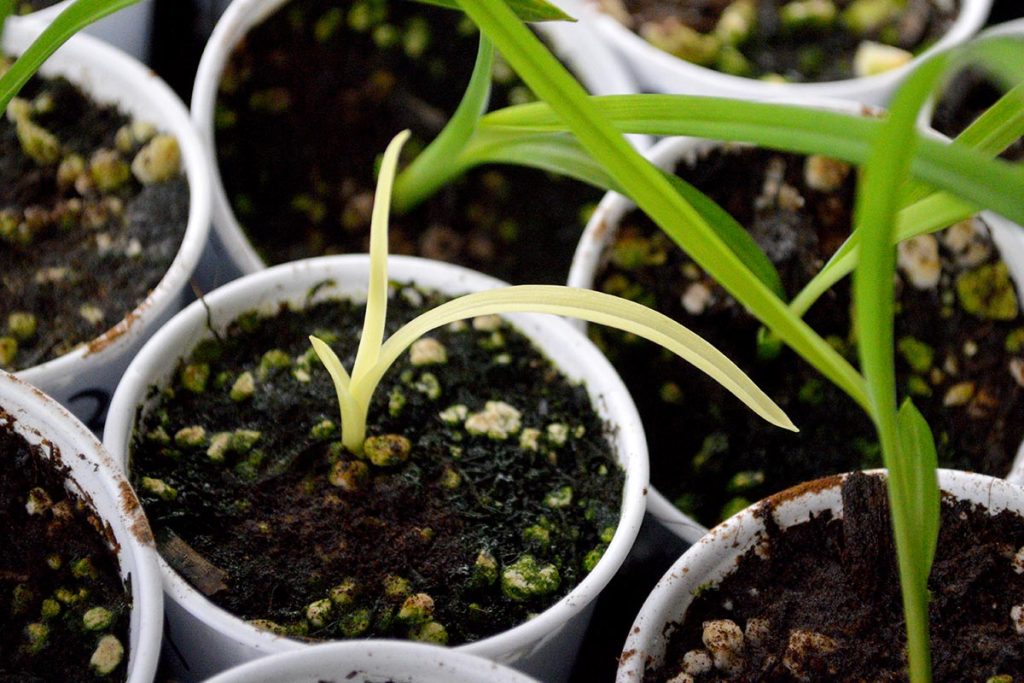 At first, albino daylily seedlings grow right alongside their siblings, but unfortunately, this isn't going to last.