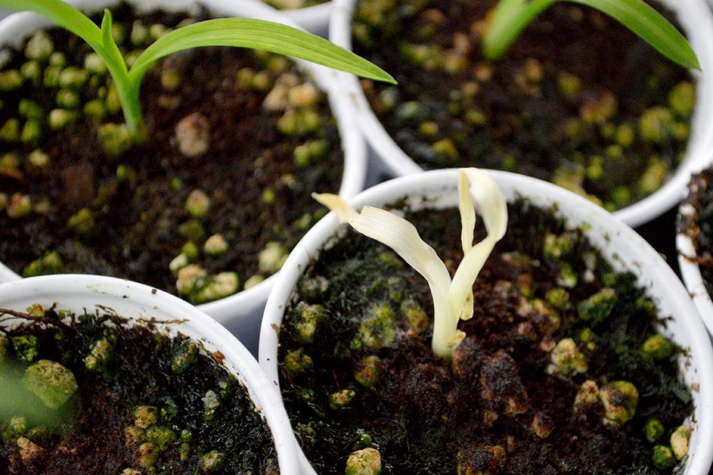 It's an unfortunate reality; an albino daylily is a doomed daylily.