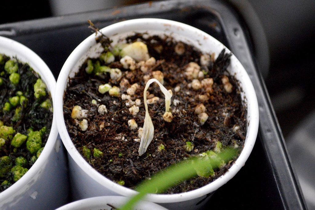 Ultimately, once the energy reserves of the seed are exhausted, the albino daylily seedlings, being unable to photosynthesize, wither and expire.