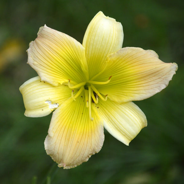 A new daylily hybrid seedling blooms for the first time; this is Duluth 21-1A, (Emerald Starburst X Search For Green Pastures). The seeds were harvested by Loretta Zink in 2021, started in the winter of 2021/2022 (12/21/21 to be precise), and the first blooms occurred in the summer of 2024.