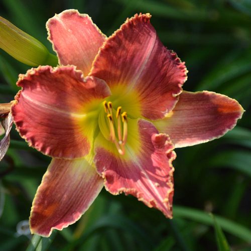 Daylily-A-Crimson-Roar-1200x-DSC 0010