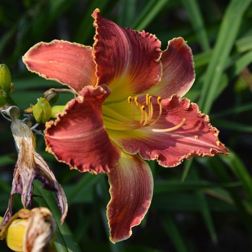 Daylily-A-Crimson-Roar-1200x-DSC 0012
