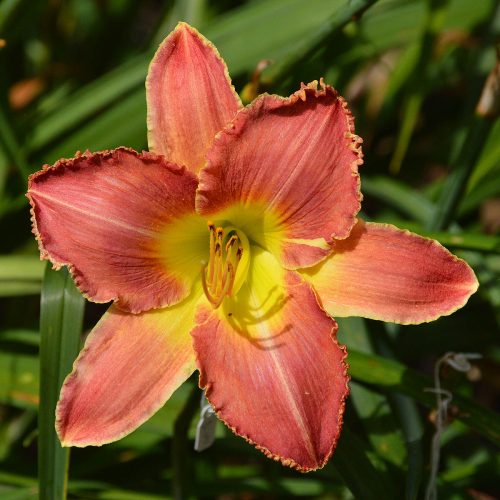 Daylily (Hemerocallis) A Crimson Roar