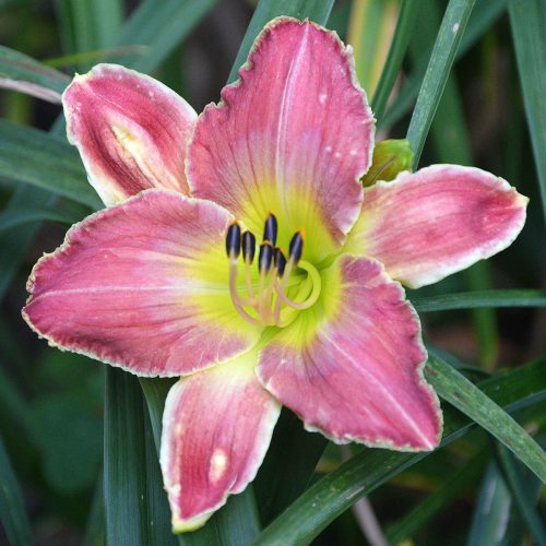 Daylily-A-Crimson-Roar-1200x-DSC 0551