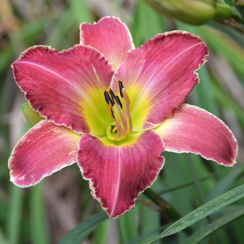 Daylily-A-Crimson-Roar-1200x-DSC 0771