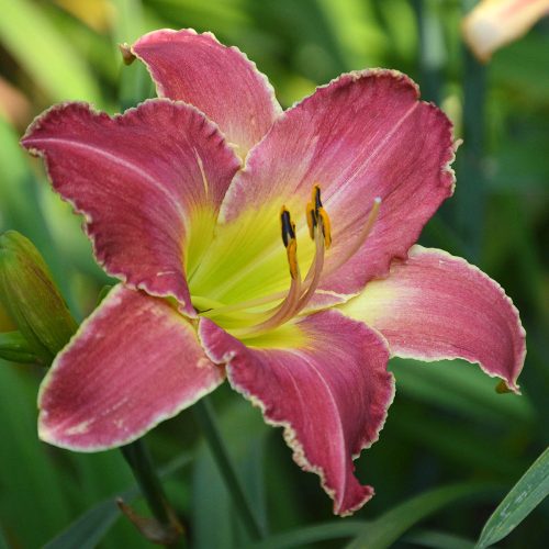 Daylily-A-Crimson-Roar-1200x-DSC 0881