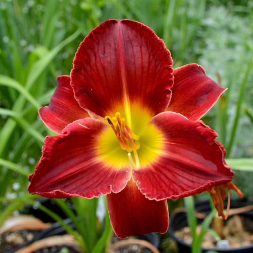Daylily-A-D-Lewis-1200w-DSC 0003