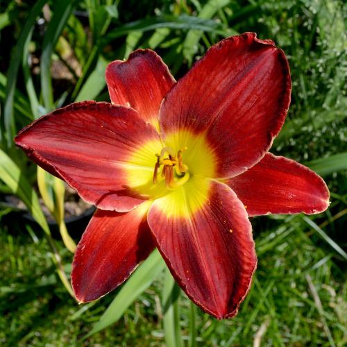 Daylily-A-D-Lewis-1200w-DSC 0010