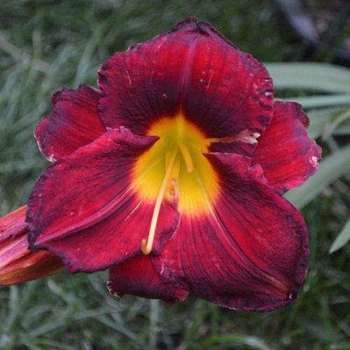 Daylily-A-D-Lewis-1200w-DSC 0043