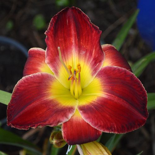 Daylily-A-D-Lewis-1200x-DSC 0022