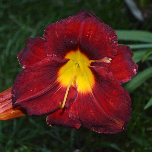 Daylily-A-D-Lewis-1200x-DSC 0045