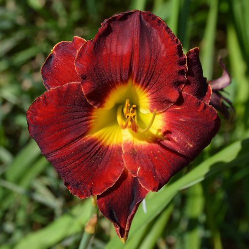 Daylily-A-D-Lewis-1200x-DSC 0599