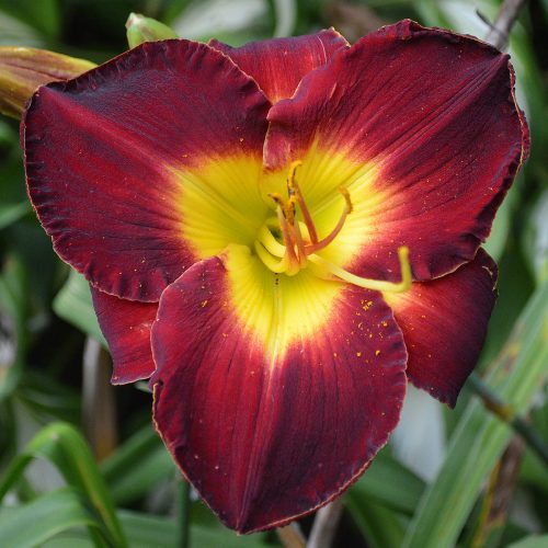 Daylily (Hemerocallis) A. D. Lewis