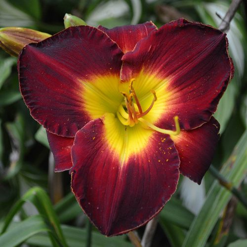 Daylily-A-D-Lewis-1200x-DSC 0826