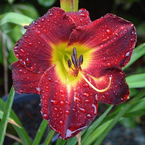 Daylily-A-D-Lewis-1200x-DSC 0902