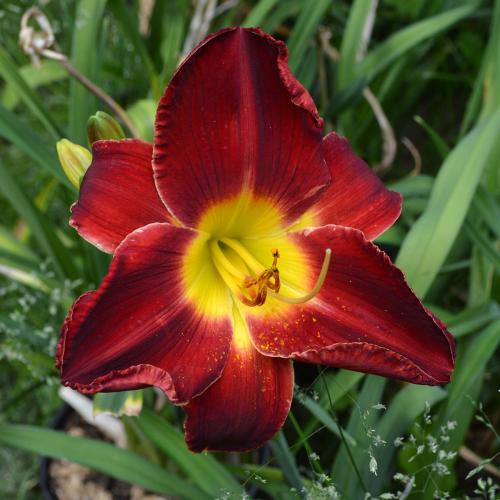 Daylily-A-D-Lewis-1200x-DSC 0919