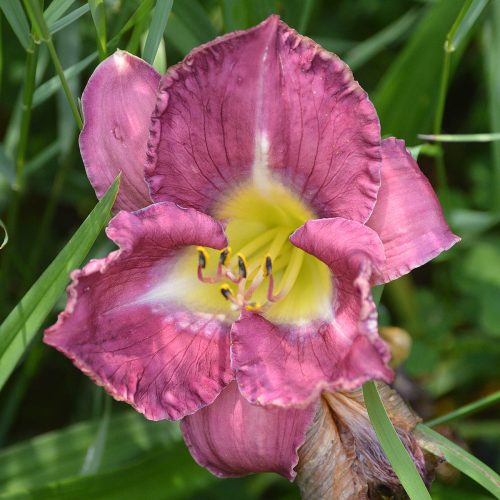 Daylily-A-Groovy-Kind-Of-Love-1200x-DSC 0297