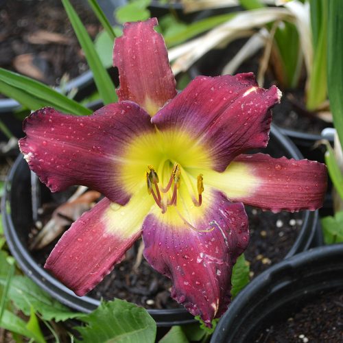 Daylily-A-Shark-Tale-1200x-DSC 0545