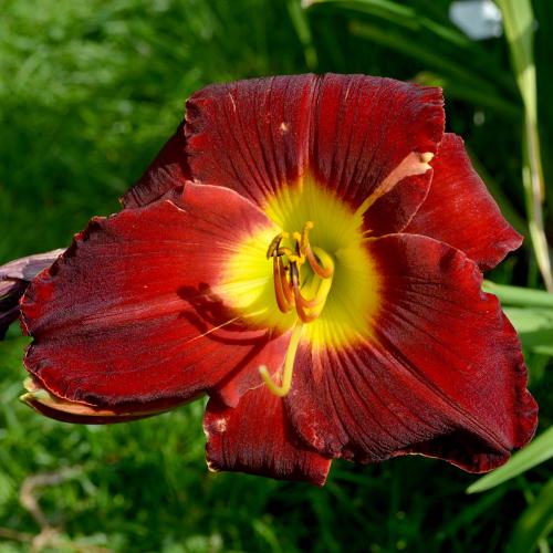 Daylily-A.-D.-Lewis1-1200x-DSC 0030