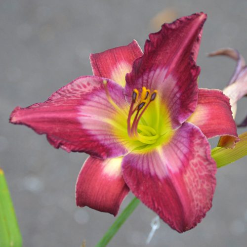 Daylily-Accidental-Tourist-1200x-DSC 0007