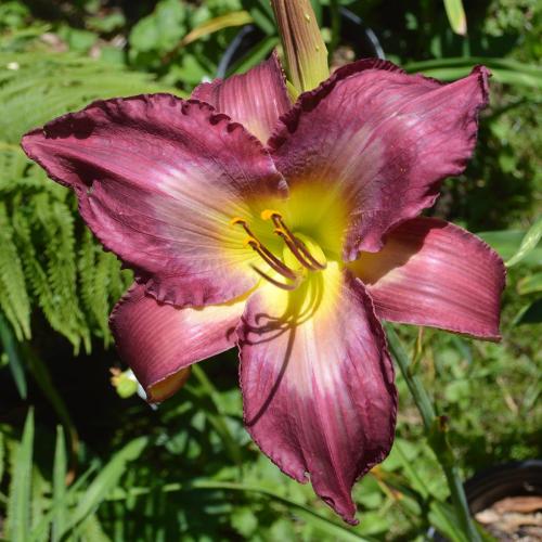 Daylily-Accidental-Tourist-1200x-DSC 0017