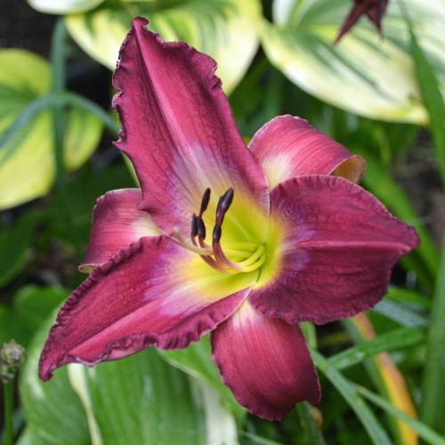 Daylily-Accidental-Tourist-1200x-DSC 0266