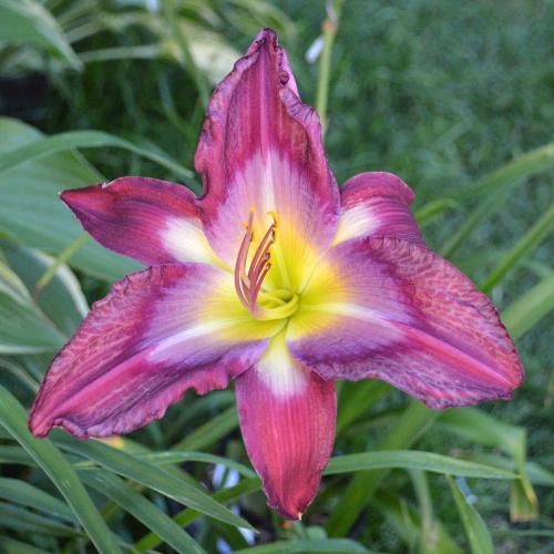 Daylily (Hemerocallis) Accidental Tourist