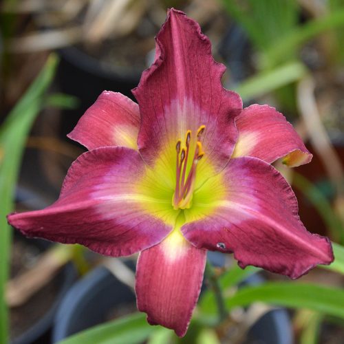 Daylily-Accidental-Tourist-1200x-DSC 0433