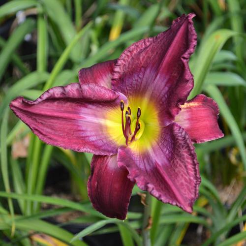 Daylily-Accidental-Tourist-1200x-DSC 0965