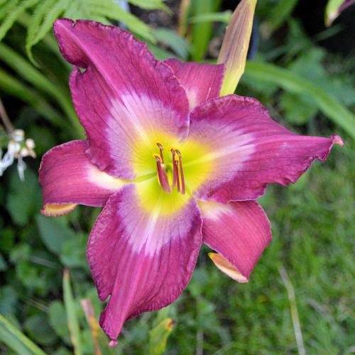 Daylily-Accidental-Tourist-DSC 0941