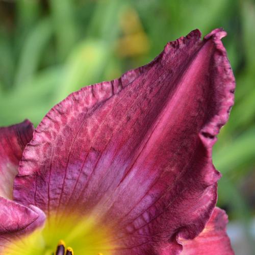 Daylily-Accidental-Tourist-petal-1200x-DSC 0967