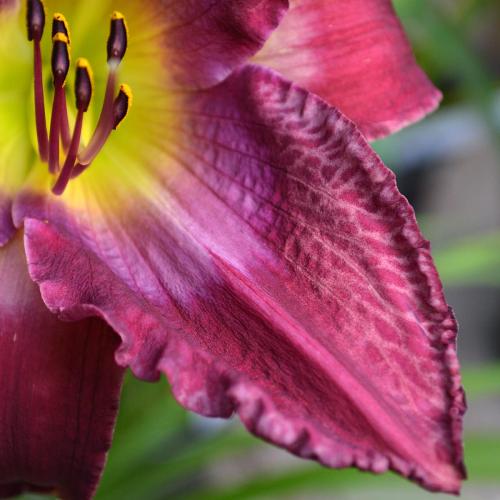 Daylily-Accidental-Tourist-petal-1200x-DSC 0968