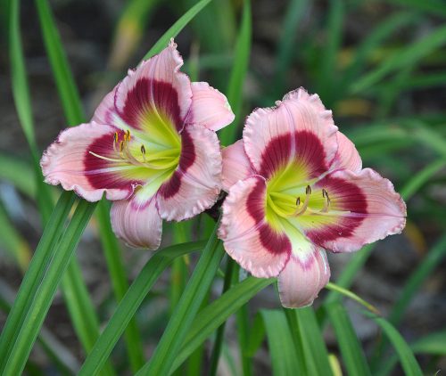 Daylily-Adena-Idas-Gem-1200h-DSC 0074