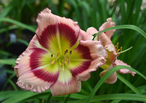 Daylily-Adena-Idas-Gem-1200h-DSC 0863