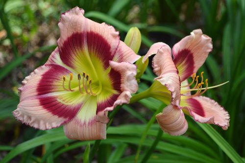 Daylily-Adena-Idas-Gem-1200h-DSC 0865