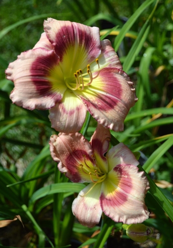 Daylily-Adena-Idas-Gem-1200w-DSC 0870