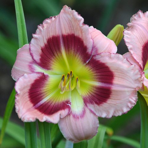 Daylily-Adena-Idas-Gem-1200x-DSC 0078
