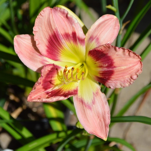 Daylily-Adena-Idas-Gem-1200x-DSC 0236