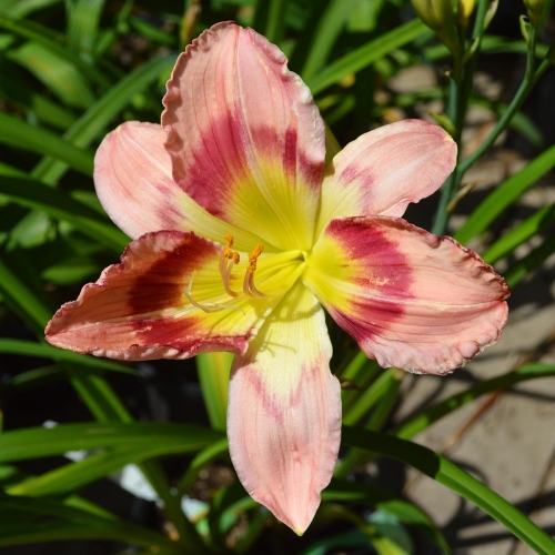 Daylily-Adena-Idas-Gem-1200x-DSC 0344