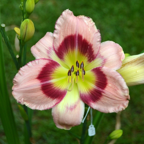 Daylily-Adena-Idas-Gem-1200x-DSC 0374