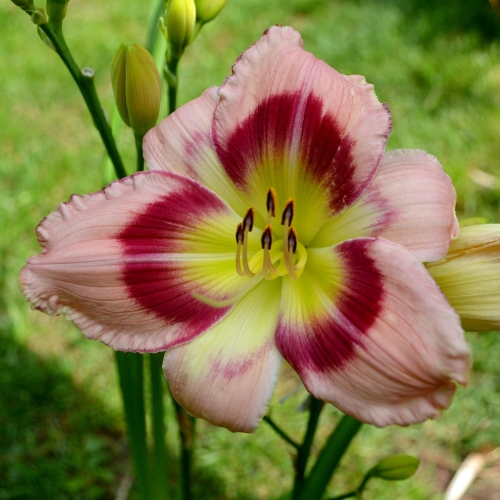 Daylily-Adena-Idas-Gem-1200x-DSC 0424