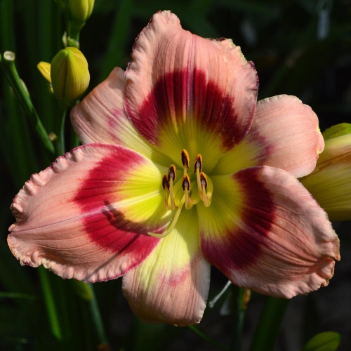 Daylily-Adena-Idas-Gem-1200x-DSC 0428