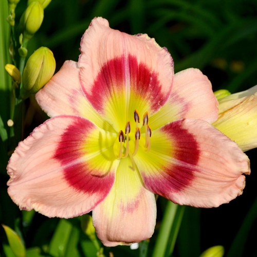 Daylily-Adena-Idas-Gem-1200x-DSC 0429