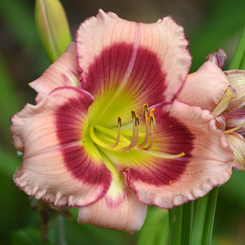 Daylily-Adena-Idas-Gem-1200x-DSC 0443