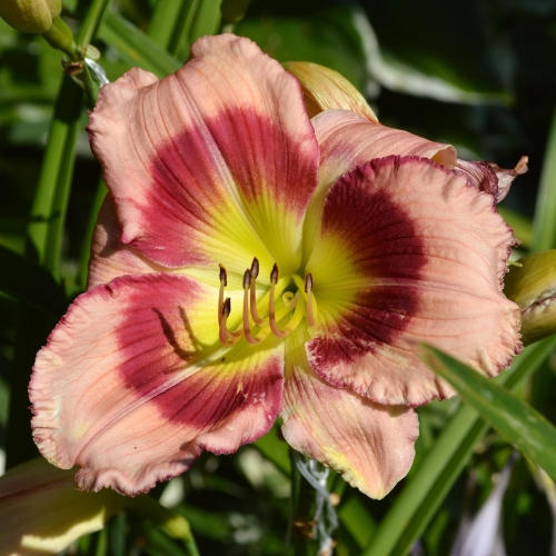 Daylily-Adena-Idas-Gem-1200x-DSC 0471