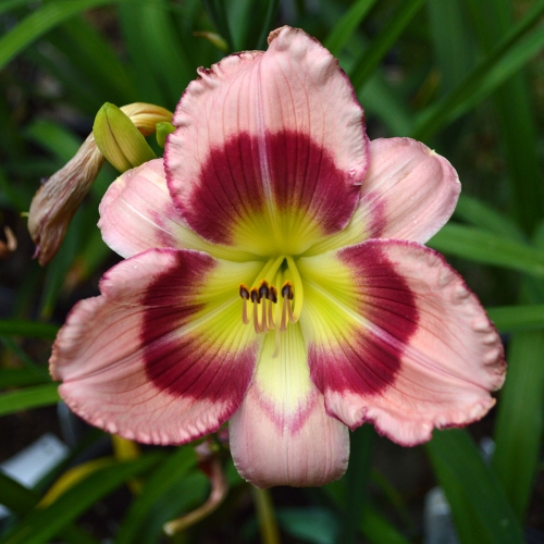 Daylily-Adena-Idas-Gem-1200x-DSC 0546-
