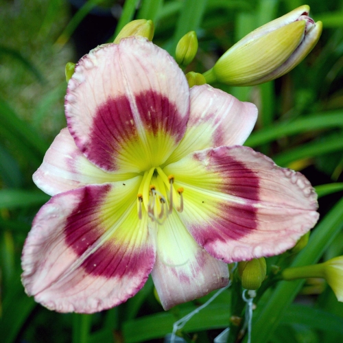 Daylily-Adena-Idas-Gem-1200x-DSC 0698